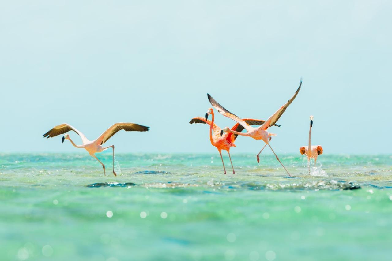 Ambergris Cay Private Island All Inclusive - Pls Island Hopper Flight Included Big Ambergris Cay Екстериор снимка